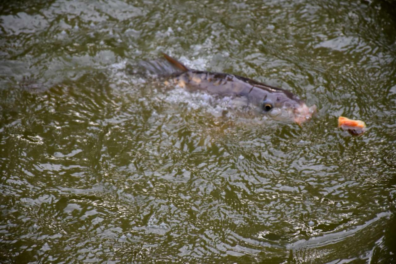 La Mare Aux Canards Cordieux Bagian luar foto