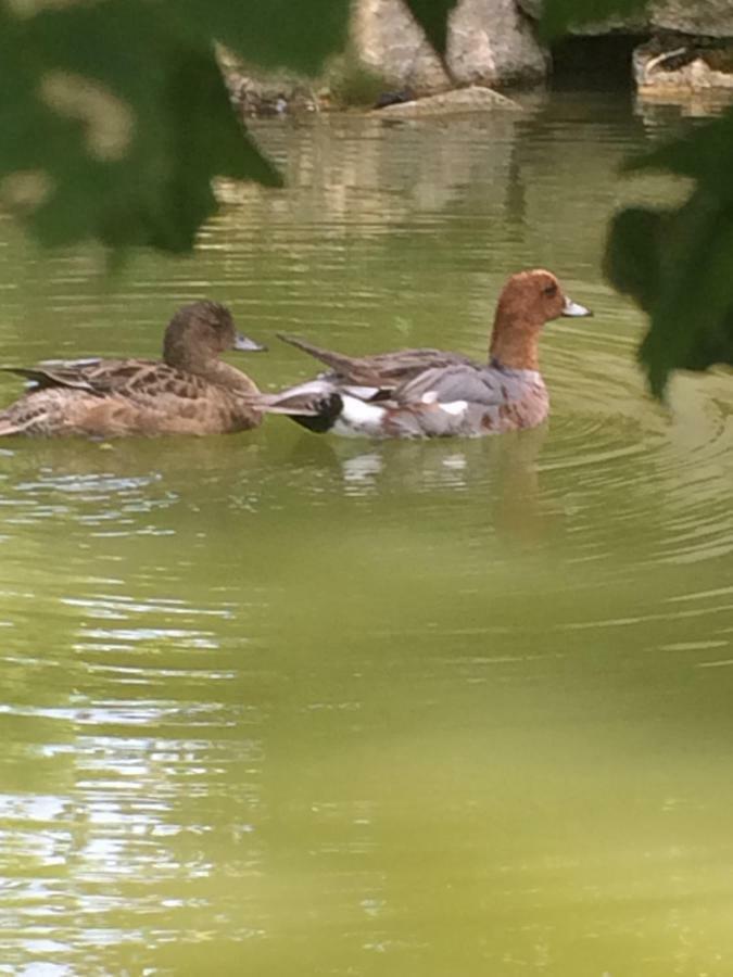 La Mare Aux Canards Cordieux Bagian luar foto